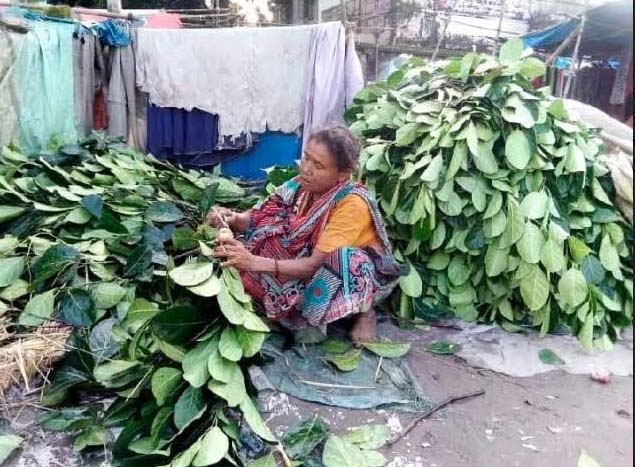 কাঁঠাল পাতা বিক্রি করে চলে সংসার